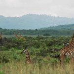 Arusha NP giraffes