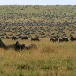 Migration op de Serengeti vlaktes