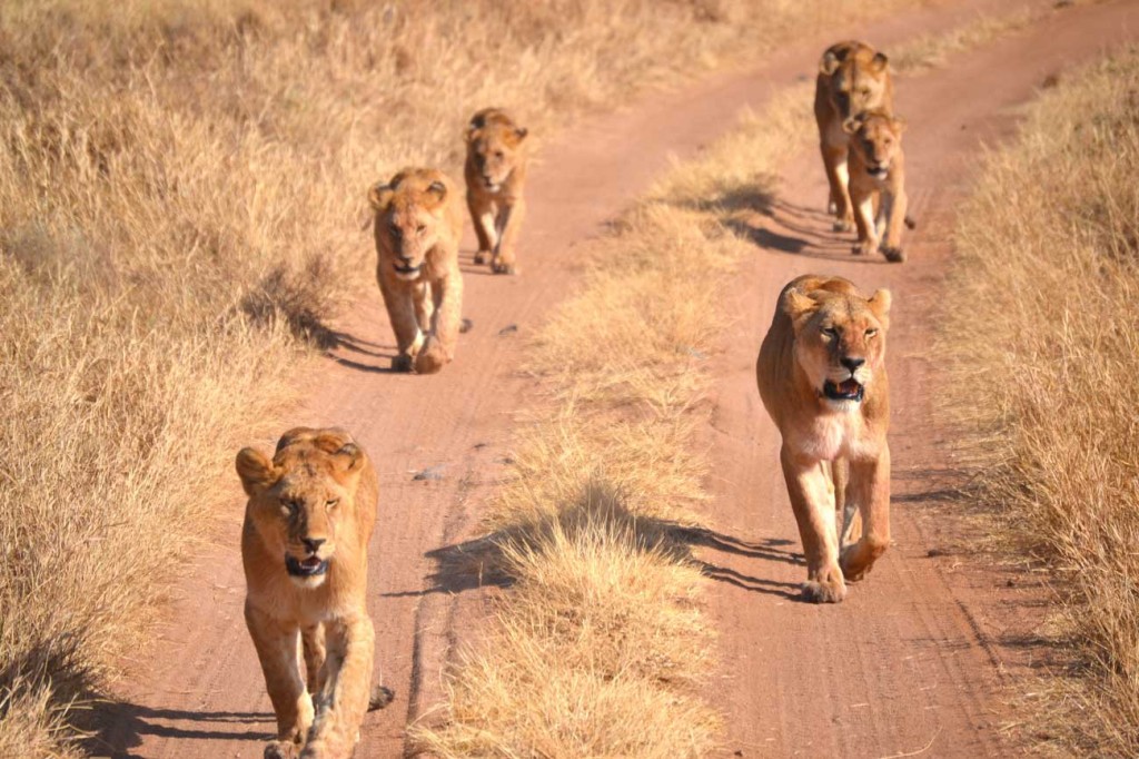 Troep Leeuwen in de Serengeti Troep leeuwen in de Serengeti