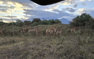 Arusha NP giraffen met op de achtergrond de Kilimanjaro.