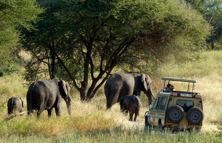 de big 5 en het aantal vogelsoorten in tarangire np in tanzania