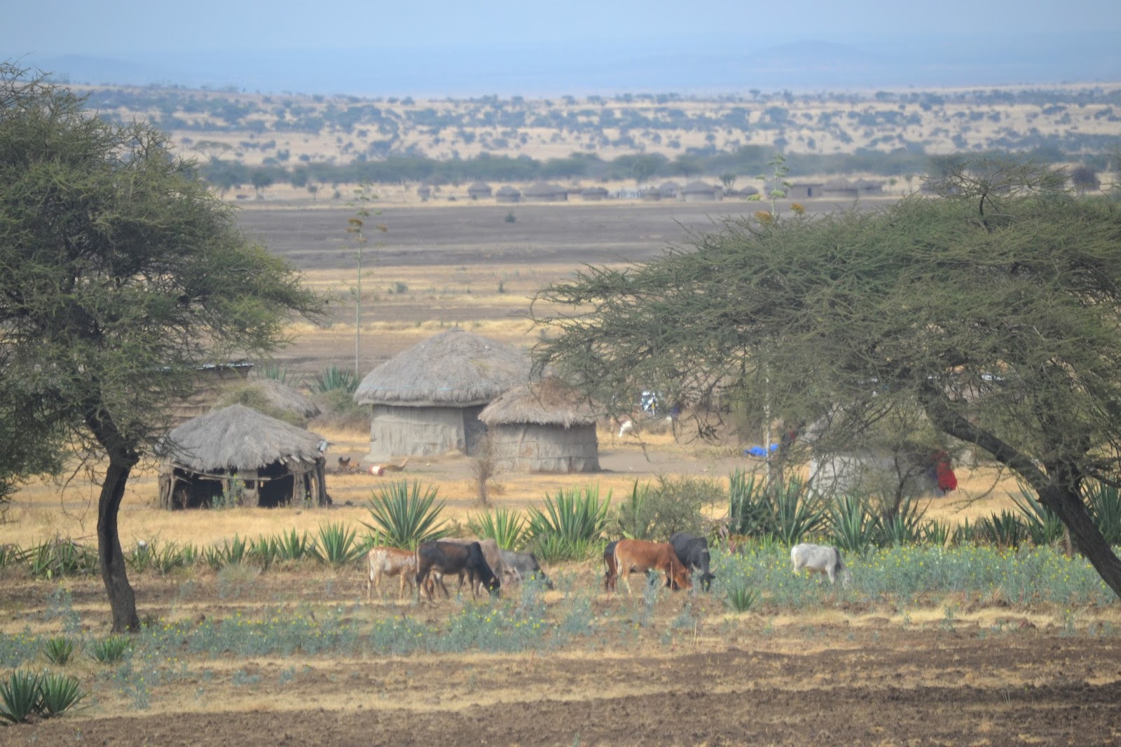 A Maasai Take on Candor? Visit Lengasiti Maasai village.