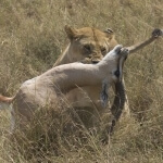 Safari Tanzania Auke web album
