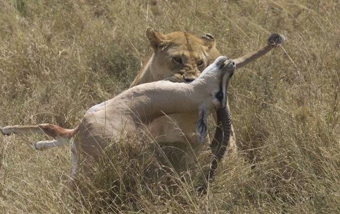 Safari Tanzania Auke web album