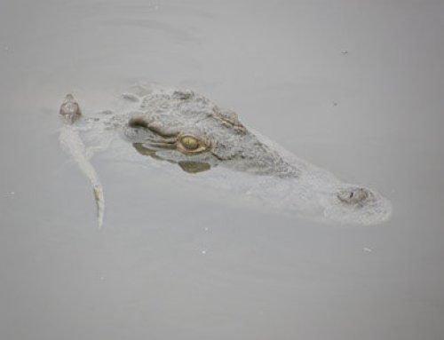 Baby krokodil in Ruaha NP