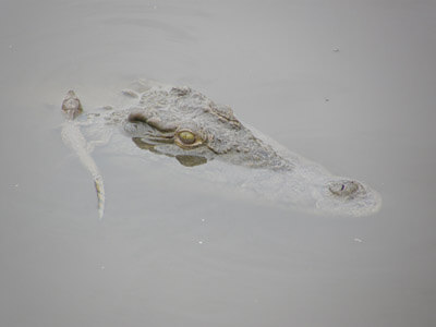 Baby krokodil in Ruaha NP Tanzania