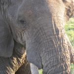 Tanzania, Tarangire NP oog in oog met olifant