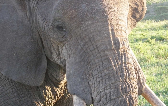 Tarangire NP