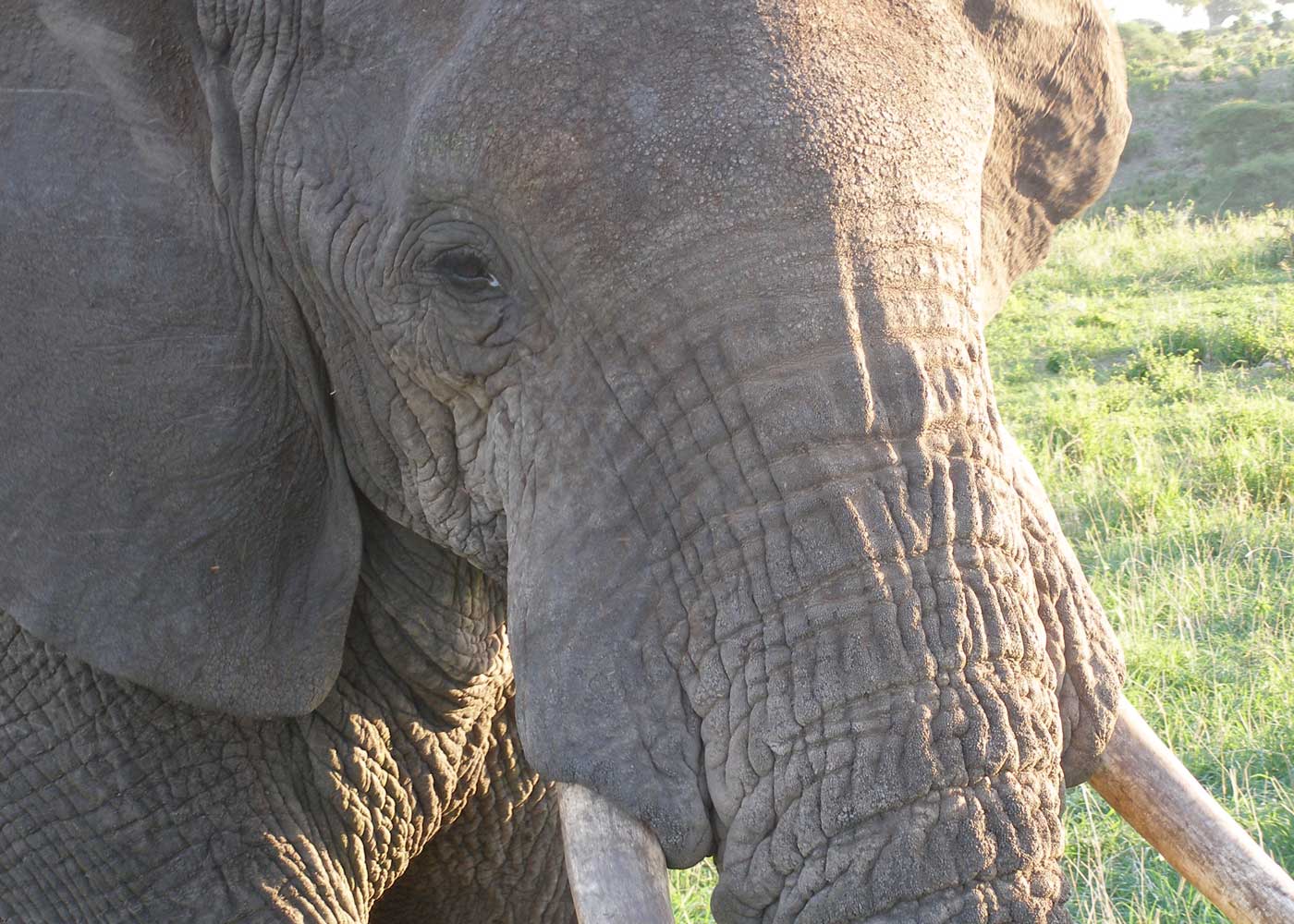 Tarangire NP