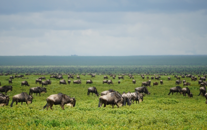 De Serengeti migration in het zuiden van Serengeti NP