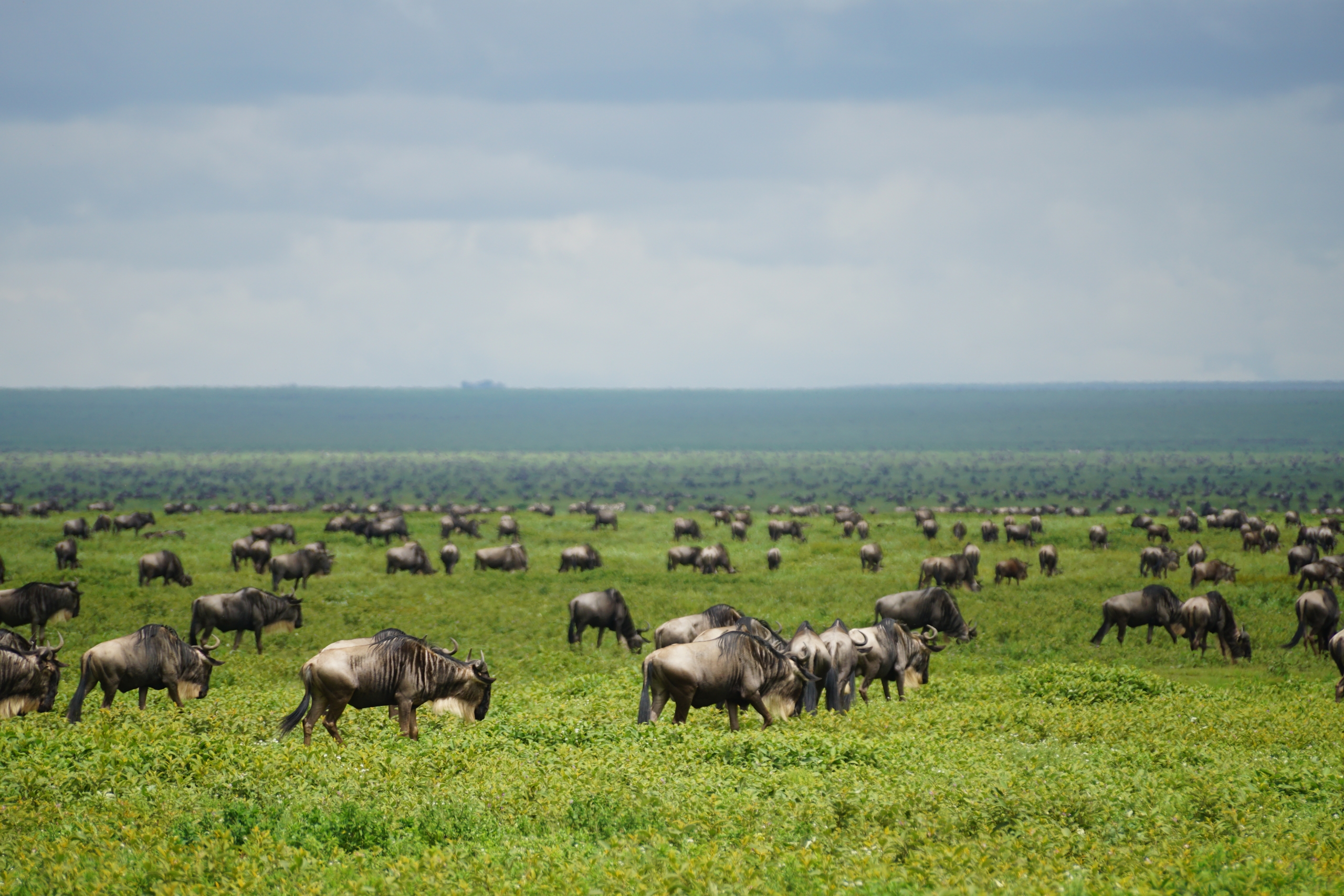 De Serengeti migration in het zuiden van Serengeti NP