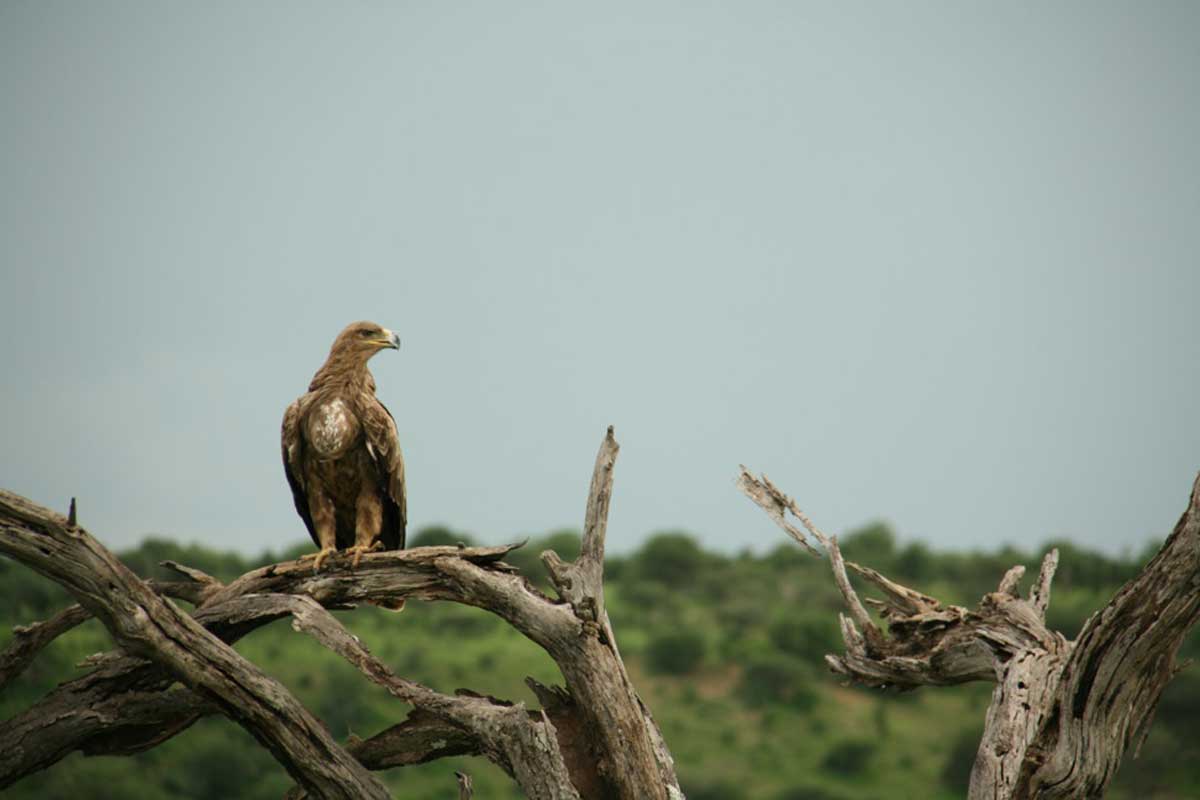 Tanzania voor vogelaars - birding