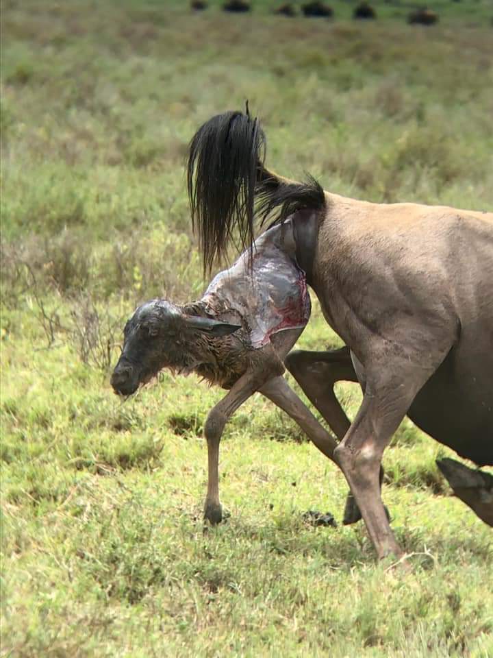 Geboorte gnoe kalf Serengeti 1