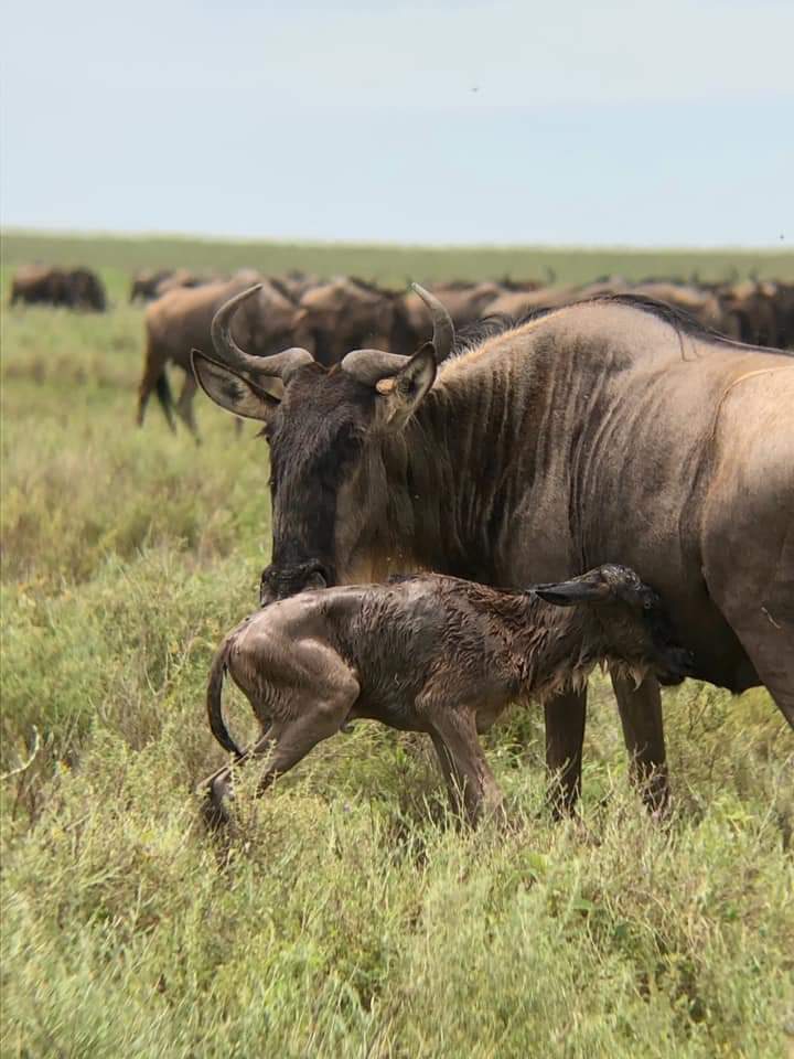 Geboorte gnoe kalf Serengeti 3
