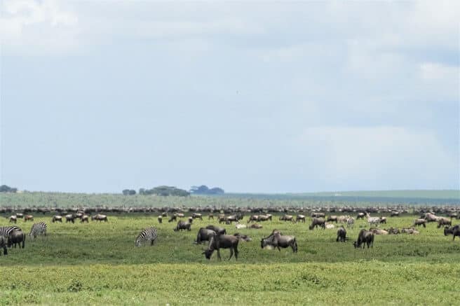 Great migration kuddes zuidelijke Serengeti