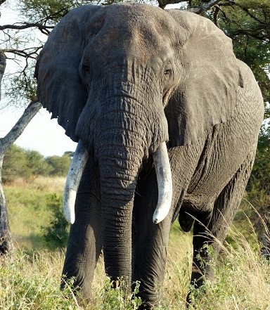 Safari Tanzania en Zanzibar JanJoris WebAlbum