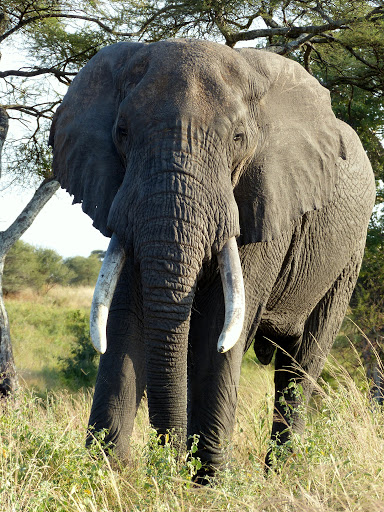 Safari Tanzania en Zanzibar JanJoris WebAlbum