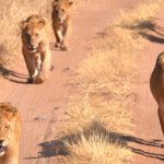 Leeuwen in de Serengeti