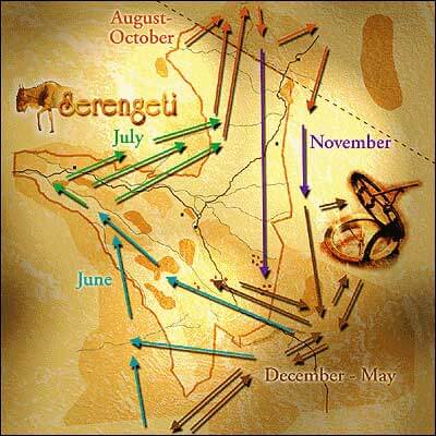 Map Grote trek of Great Migration in de Serengeti en Masai Mara