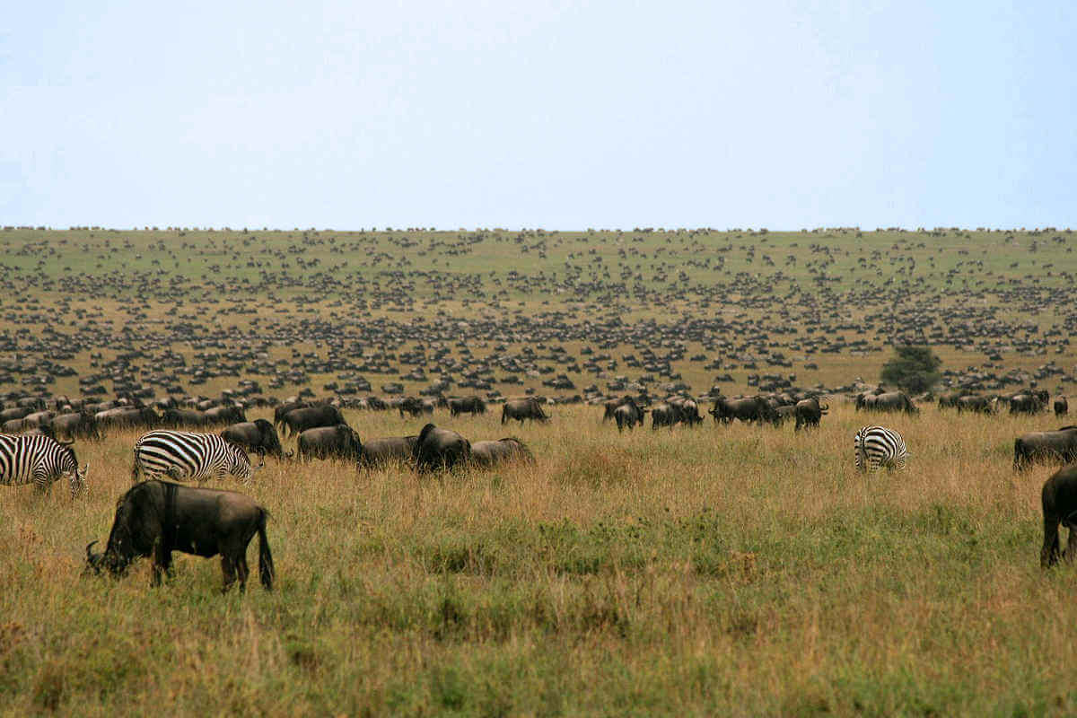 Gnoes op de Serengeti vlaktes in december