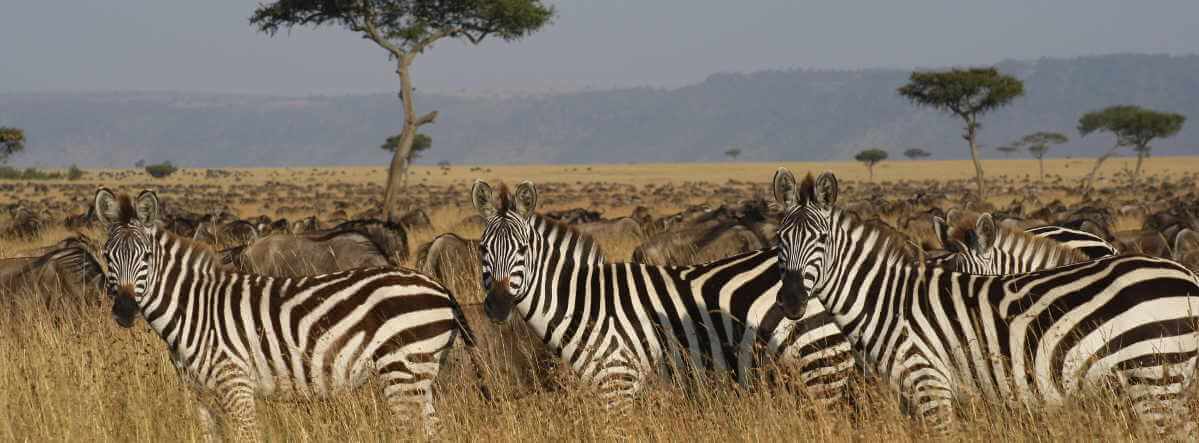 Migration zebra's en gnoe's