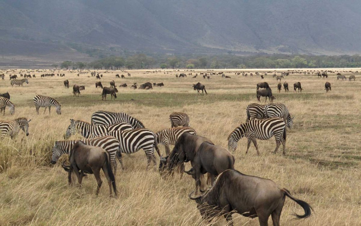 Ngorongoro CA