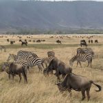 Ngorongoro CA