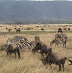 Ngorongoro CA