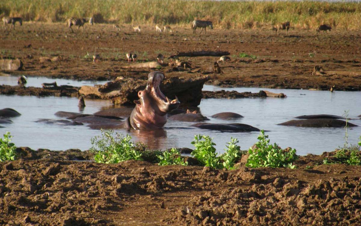 Manyara nijlpaarden