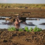 Manyara nijlpaarden