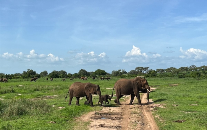 Olifanten in Tarangire NP Tanzania