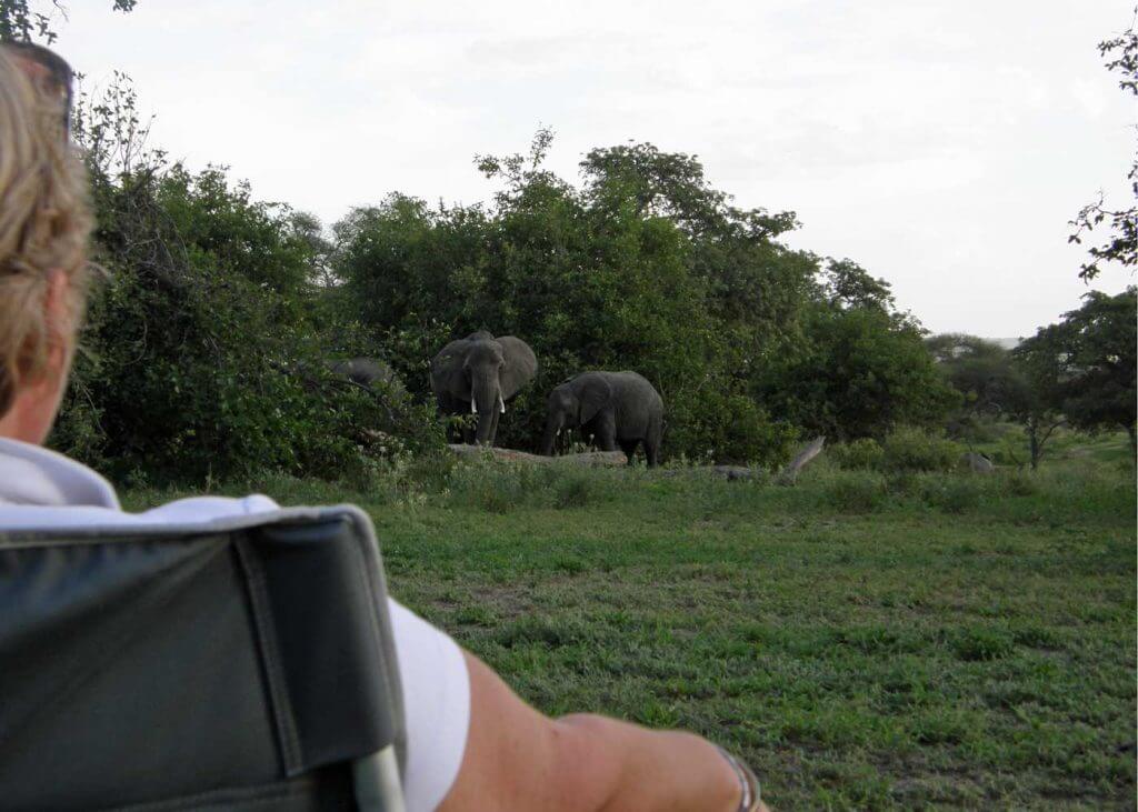 Tanzania, Tarangire NP olifanten op het kamp