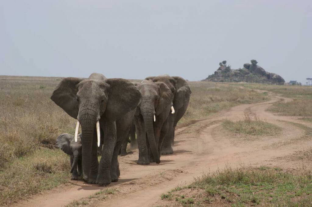 Tanzania, Serengeti, olifanten bij kopjes