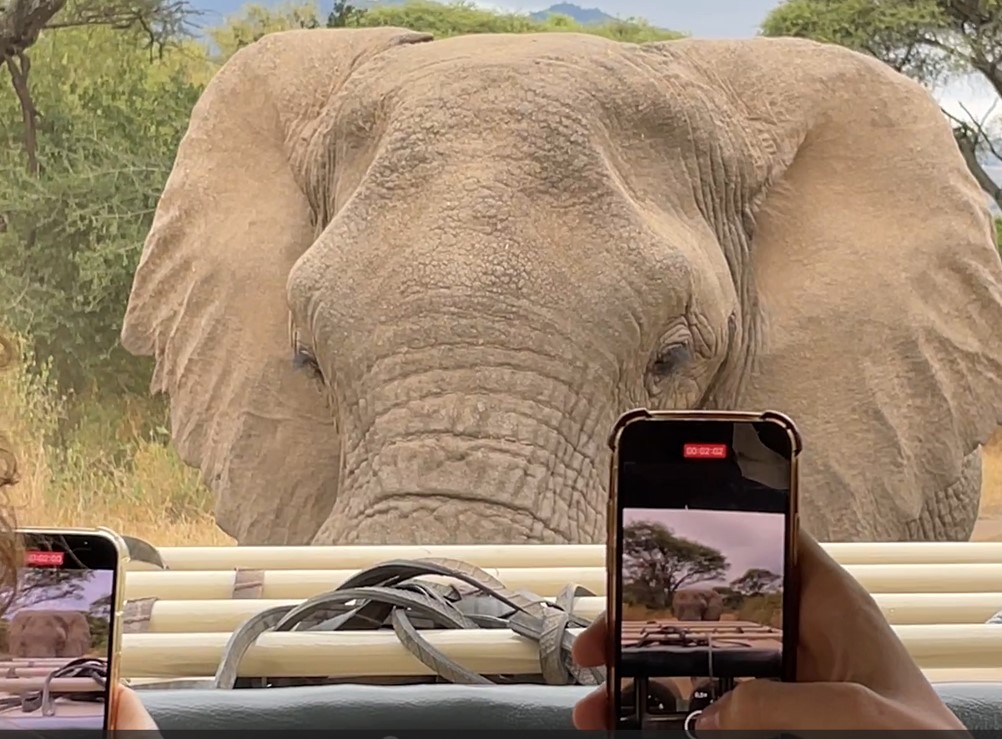 safari parken in Tanzania