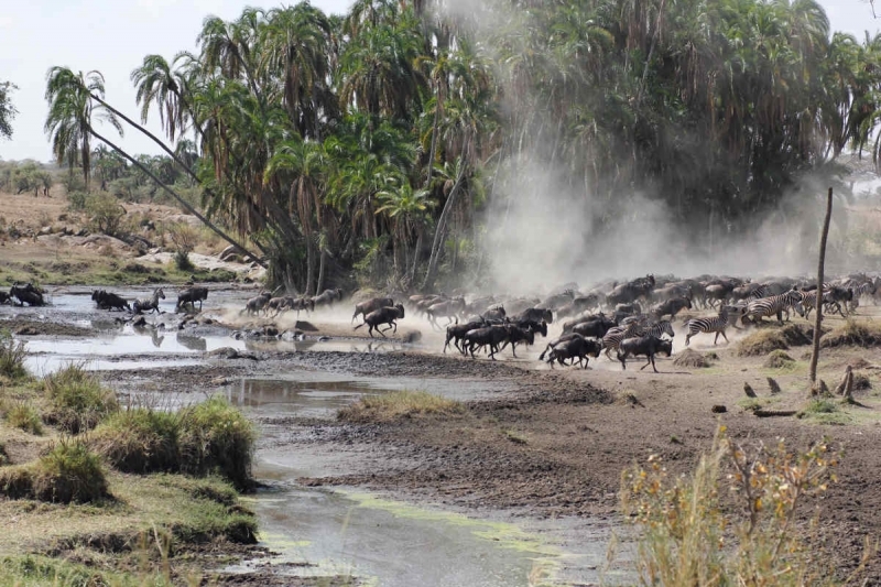 Safari Tanzania