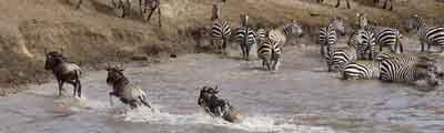 River crossing River crossing