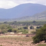 Ruaha National Park Tanzania