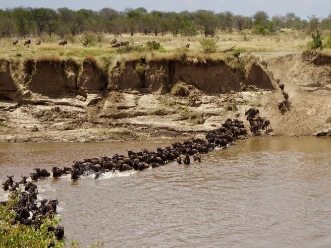 Mara crossing Serengeti 