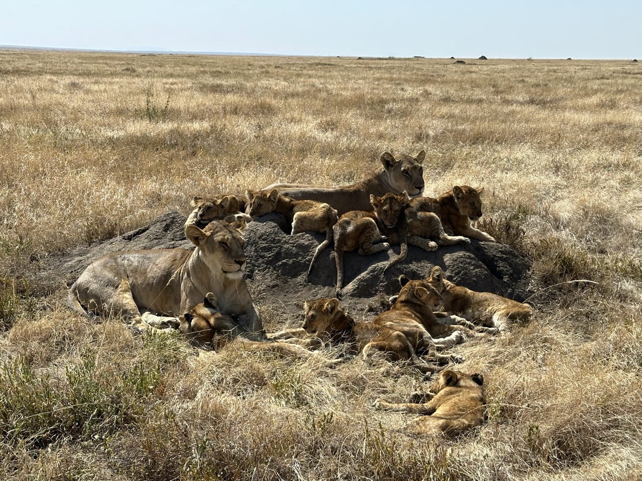 leeuwen met cubs in het serengeti NP in t Tanzania
