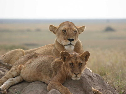 safari parken in Tanzania