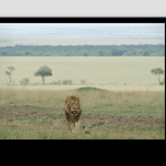 Fotoverslag safari Kenia en Tanzania - Linda de Vries